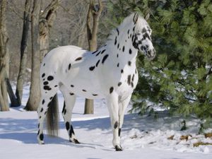 1107542-Appaloosa-Horse-in-Snow-Illinois-USA-Posters.jpg
