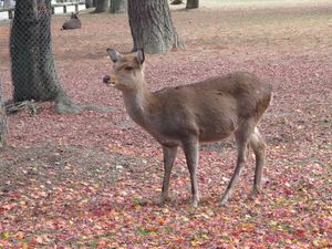 kyoto-nara-7394.JPG