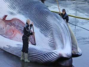chasse-baleine-islande