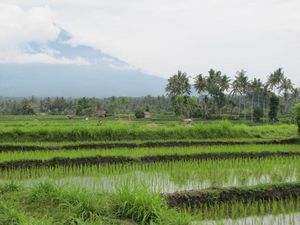Kastala rizières 1