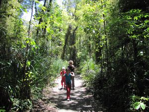 The Northland Waipoua Forest Tane Mahuta 7