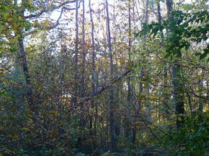 automne 2011 (8)