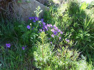 P1010354_puy-violent.JPG