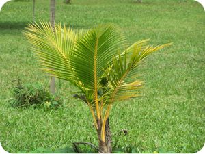 petit palmier