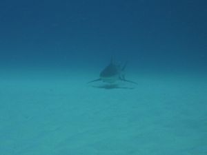 041 Playa del Carmen - requin taureau