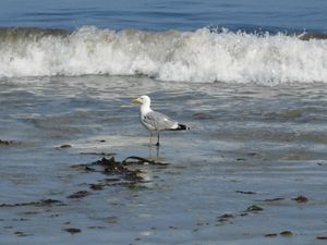 La mouette les pieds dans l'eau cc