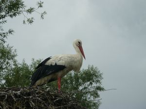 alsace 2010 067