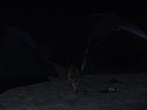 Fraser Island 21