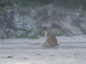 Fraser Island 9