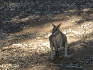 kangourou 1