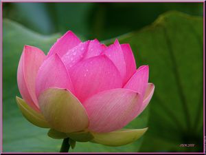 fleur-de-lotus-photo-041-1.jpg