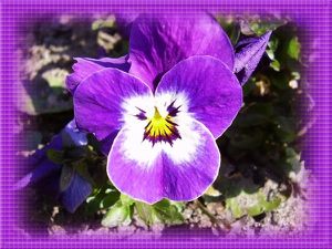 violet31jpg