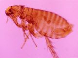 photomicrograph-of-flea-parasite-insect.jpg