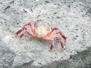 Crabe (Congrejo) (2)