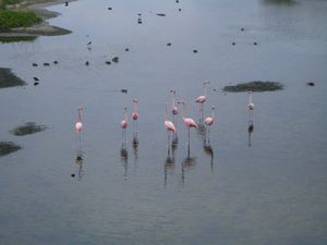 Flamands roses (Flamingos)