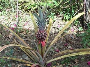 ananas