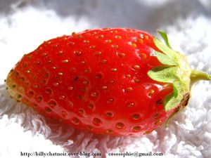 fraise01
