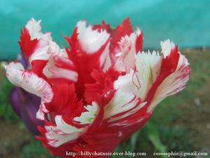 tulipes15