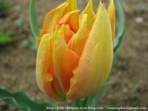 tulipes31
