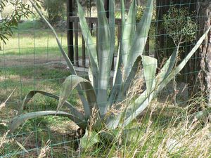 PROMENADE-LA-PALME-002.jpg