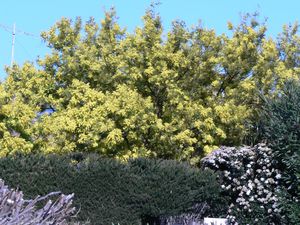 PROMENADE-LA-PALME-16-FEV-003.jpg