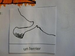 BAML un terrier