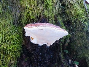 DSCF0330.JPG