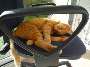 chat-rouquin-fauteuil--4-.jpg