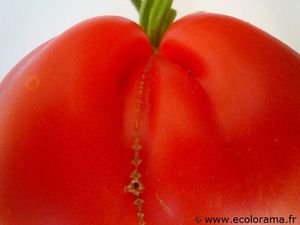 tomates