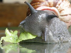 escargot.jpg