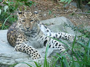 leopard-copie-1.jpg