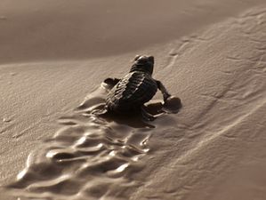 tortue-kemp
