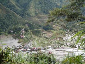 Philippines - Batad - rizieres en terrasse-3