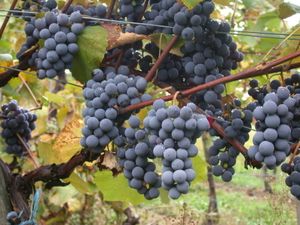 Le-Gamay.jpg