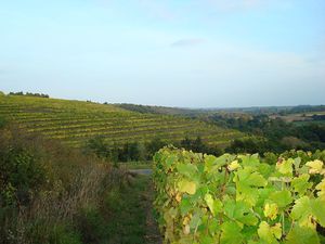 Coteaux-du-Layon.jpg