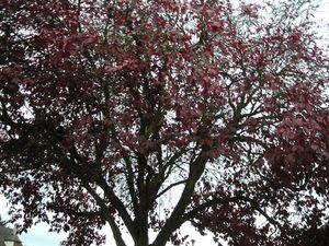 Prunus-haut-2.jpg