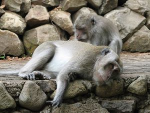 Macaca-fascicularis-queue.jpg