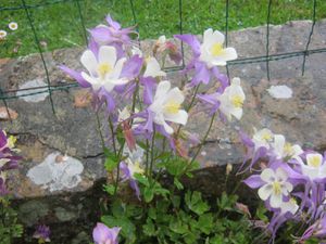 ILE DE BREHAT
