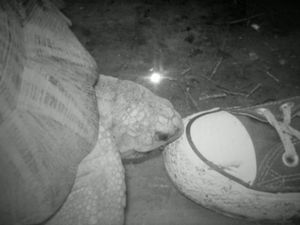 Tortue-jpg