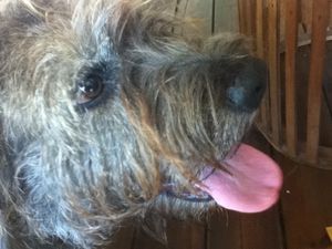 Gavroche 06042012