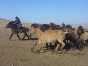 110 : Trip a cheval, Zuunmod