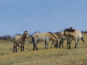 079 ; Chevaux primitifs, dits de Przevalski, dans le parc national de Khustain