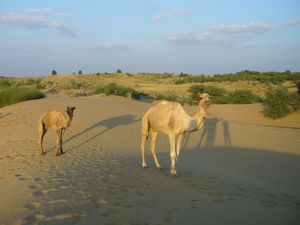 101 : Camel safari, desert du Thar
