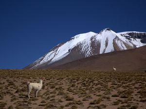 Bolivia 8219