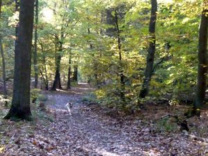Les couleurs de l'automne2