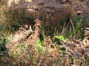 Les couleurs de l'automne7