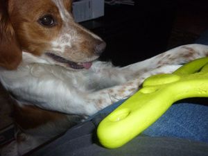 Un amour de chien