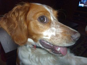 Un amour de chien5