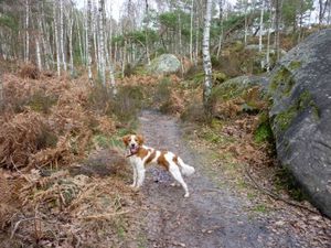 Les gorges d'Apremont10