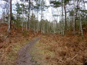 Les gorges d'Apremont9